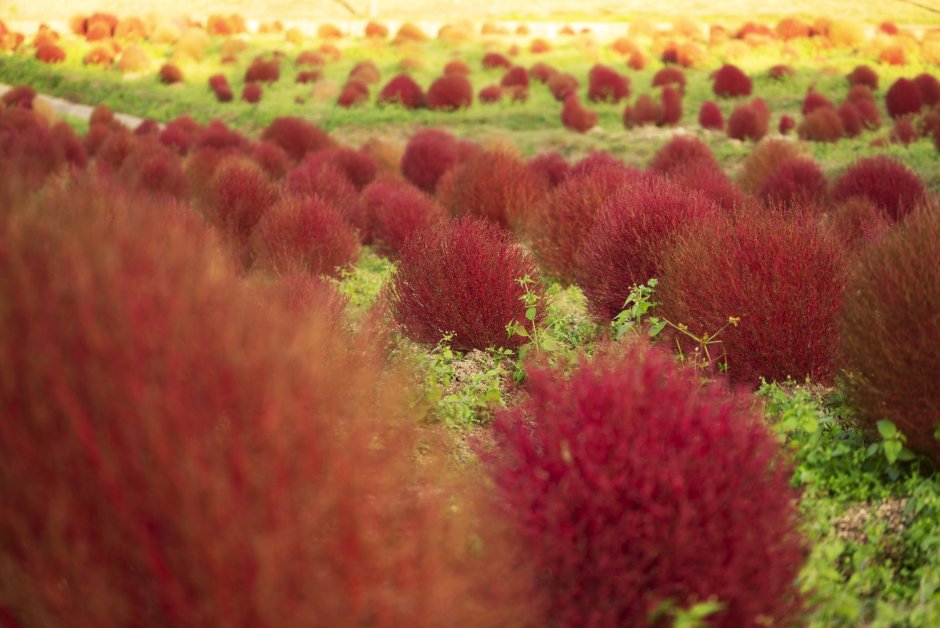 Кохия Kóchia nephritis