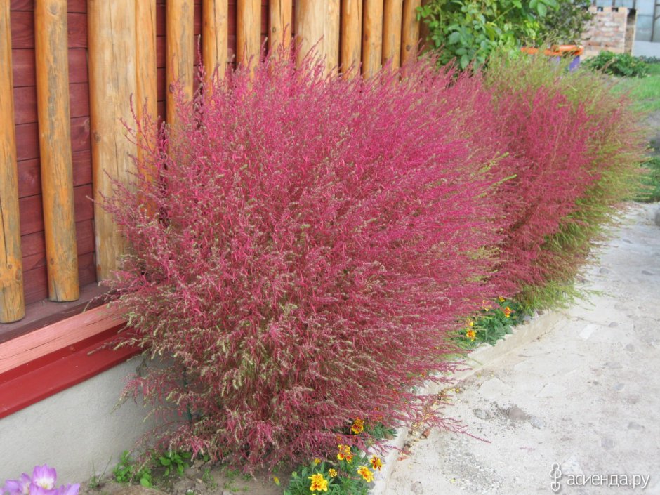 Кохия в ландшафтном дизайне