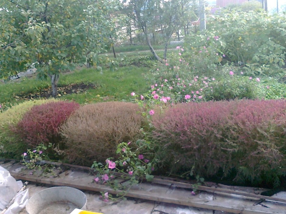 Кохия красный Барон