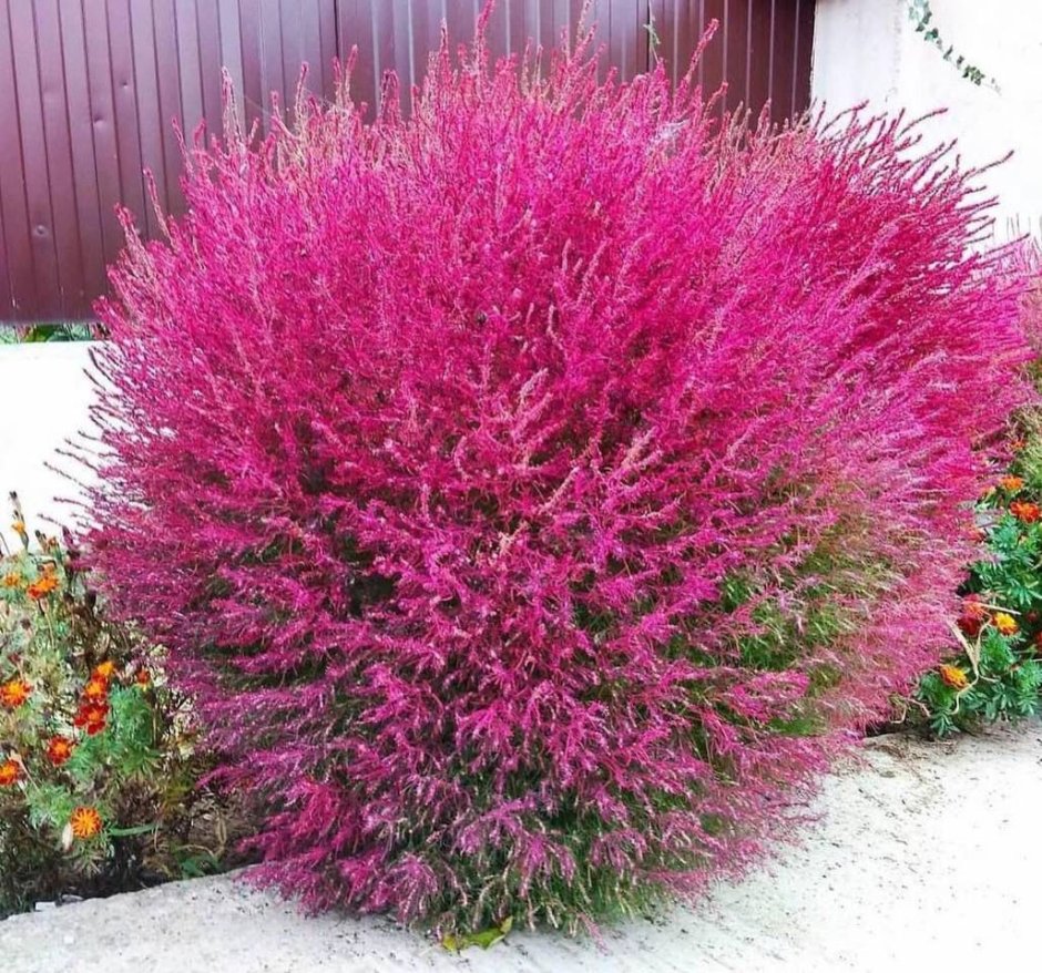 Кохия цветок