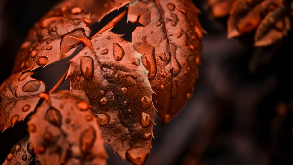 Природа листьямакро сьемка