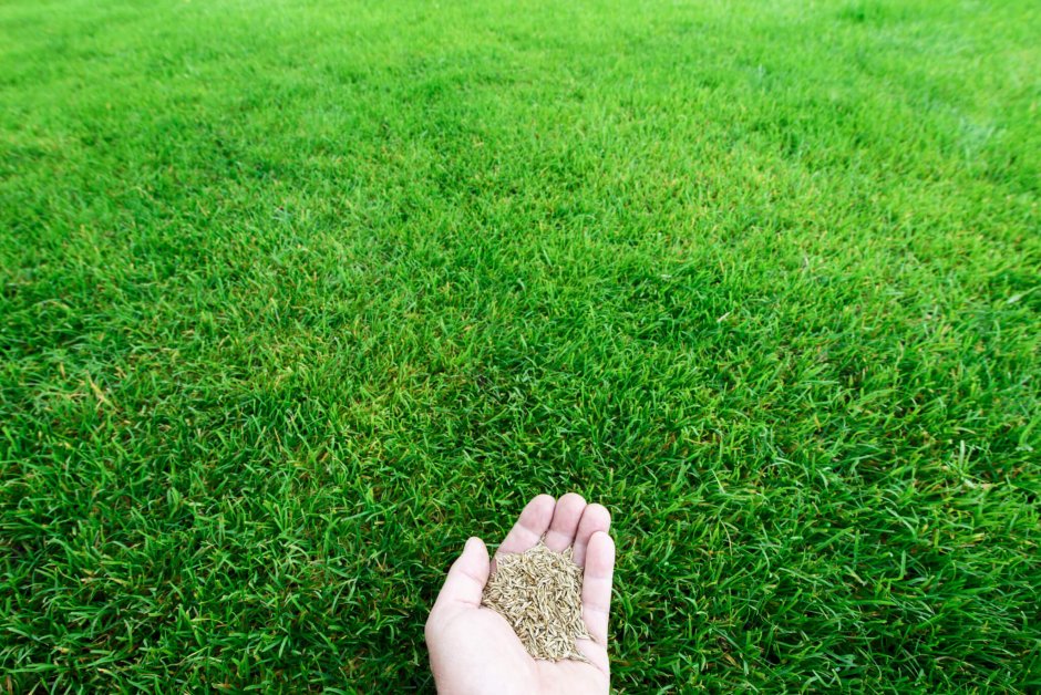 Зеленая трава мурава