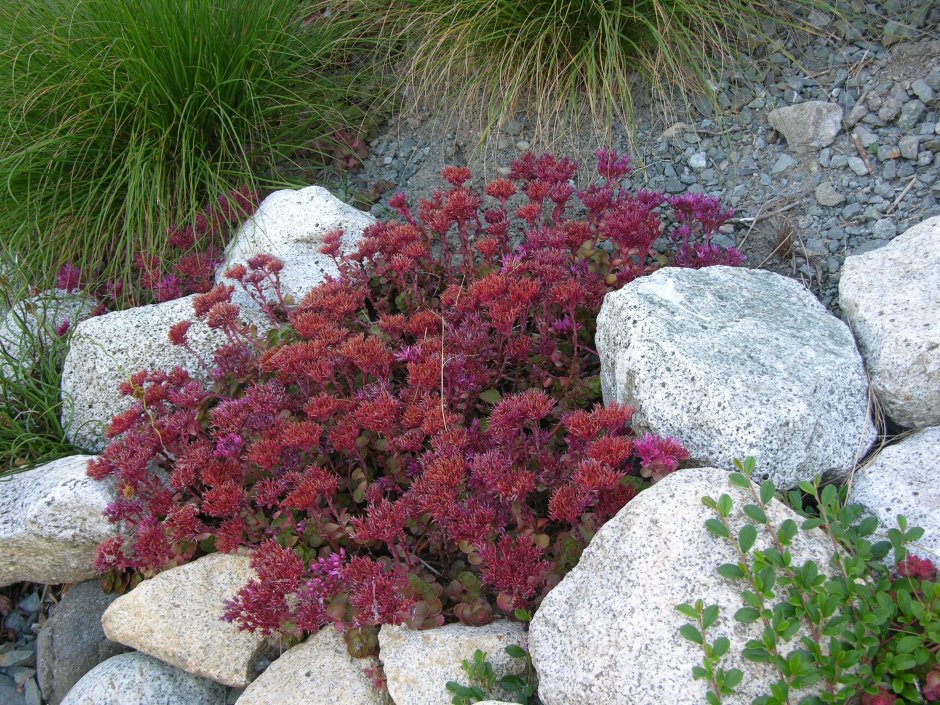 Очиток ложный Фулдаглут