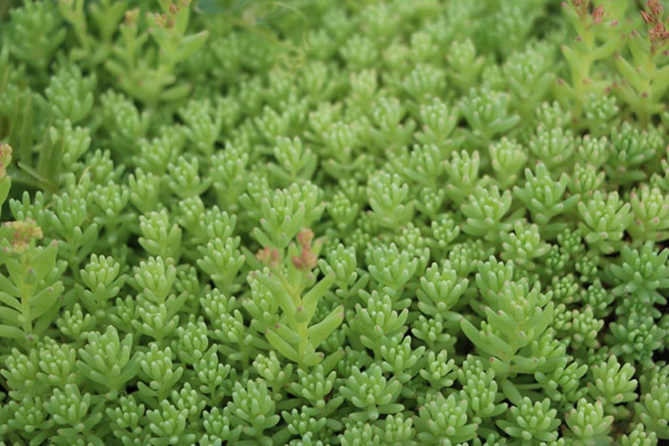 Очиток лидийский