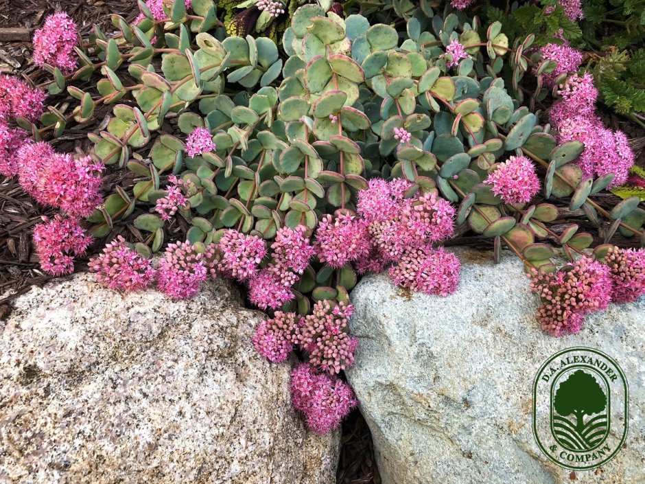 Очиток Sedum spurium 'Tricolor'