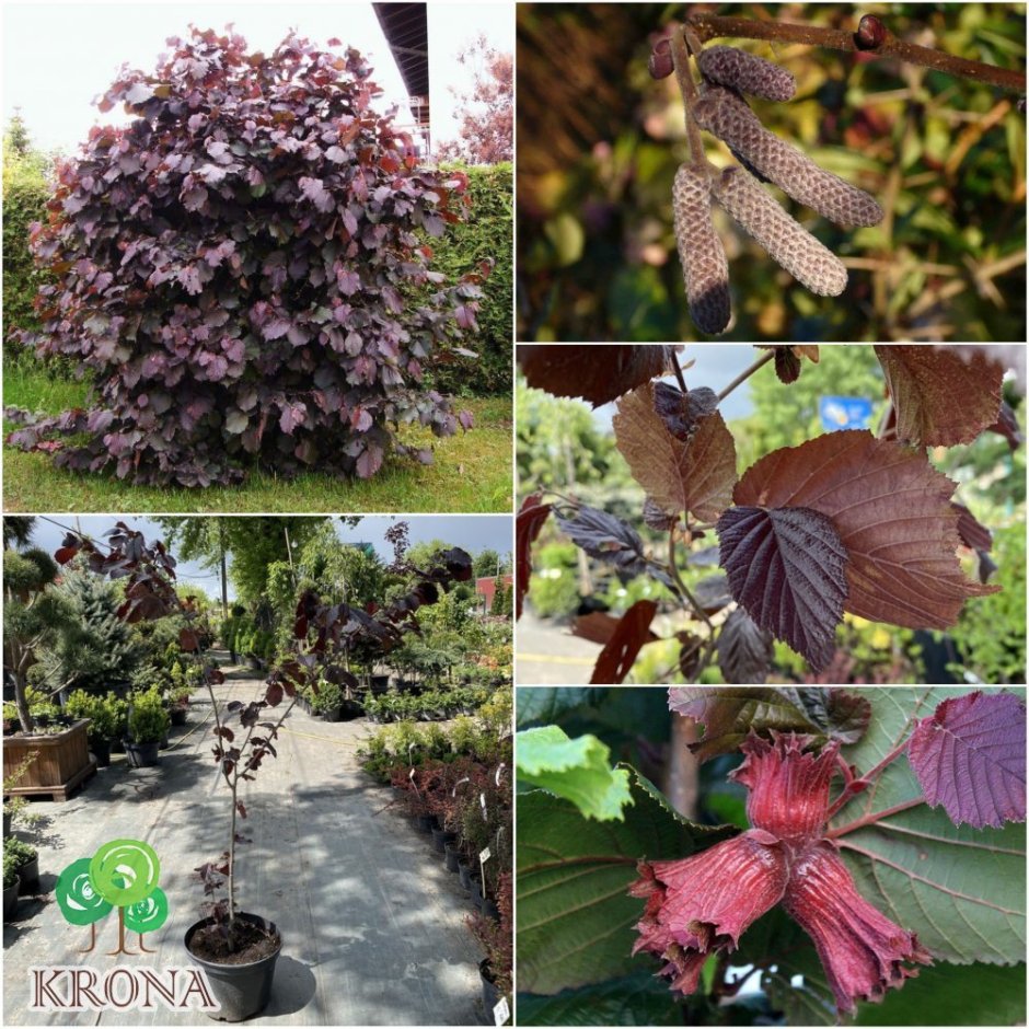 Лещина краснолистная