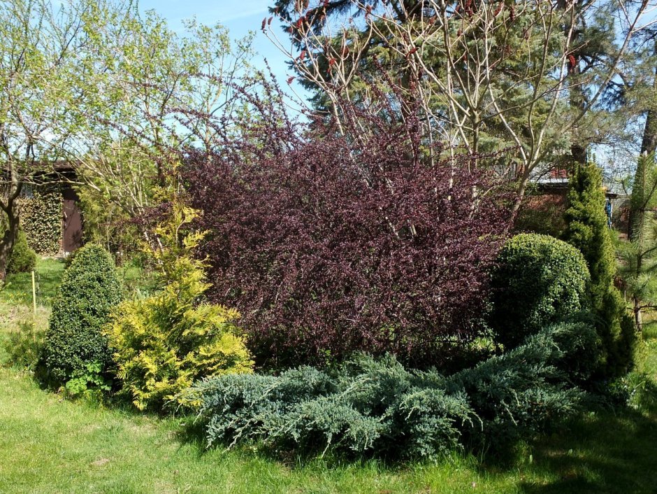 Барбарис оттавский Суперба куст