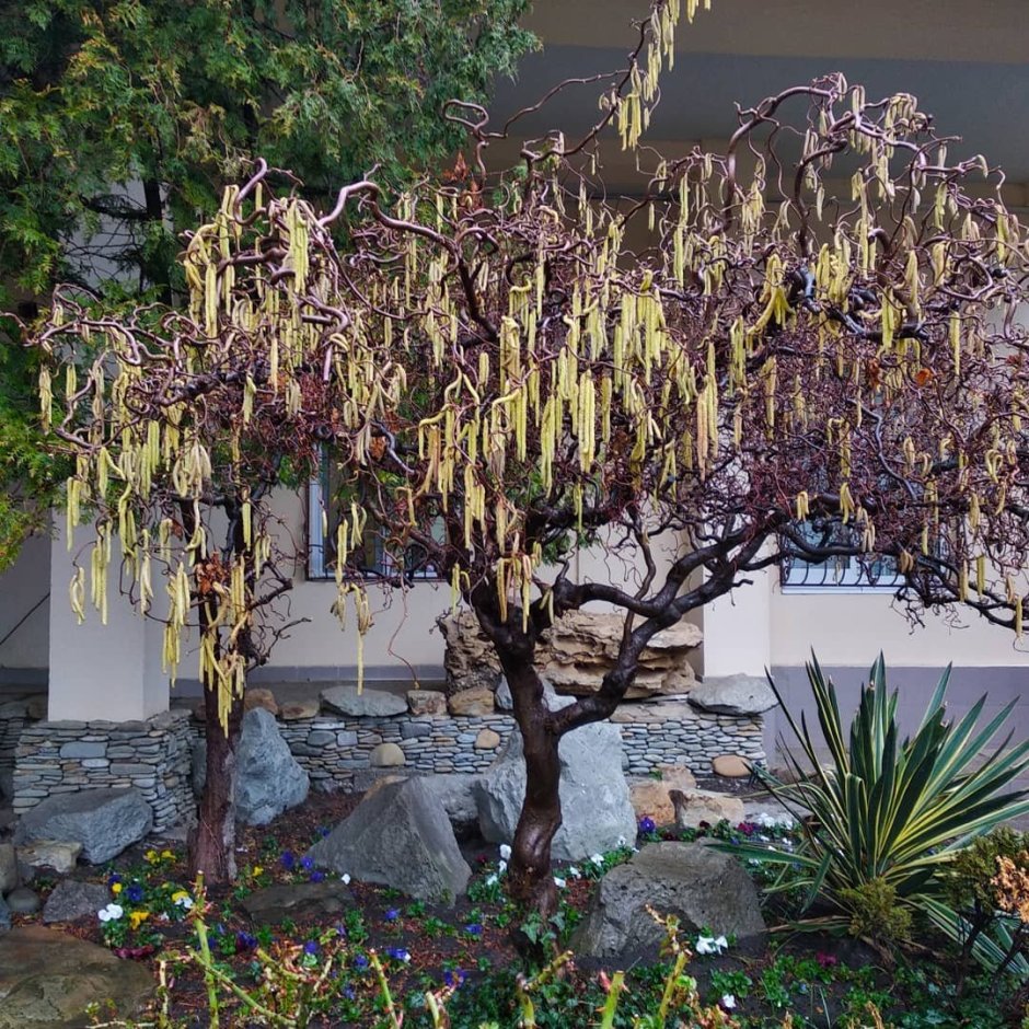 Лещина Конторта