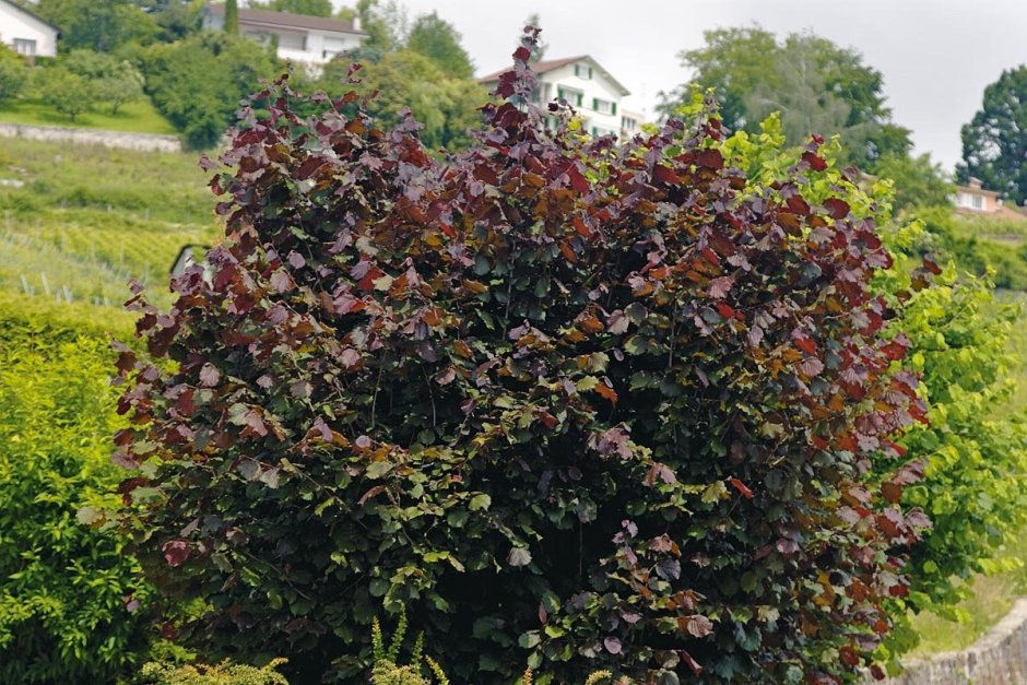 Лещина Конторта ред Маджестик