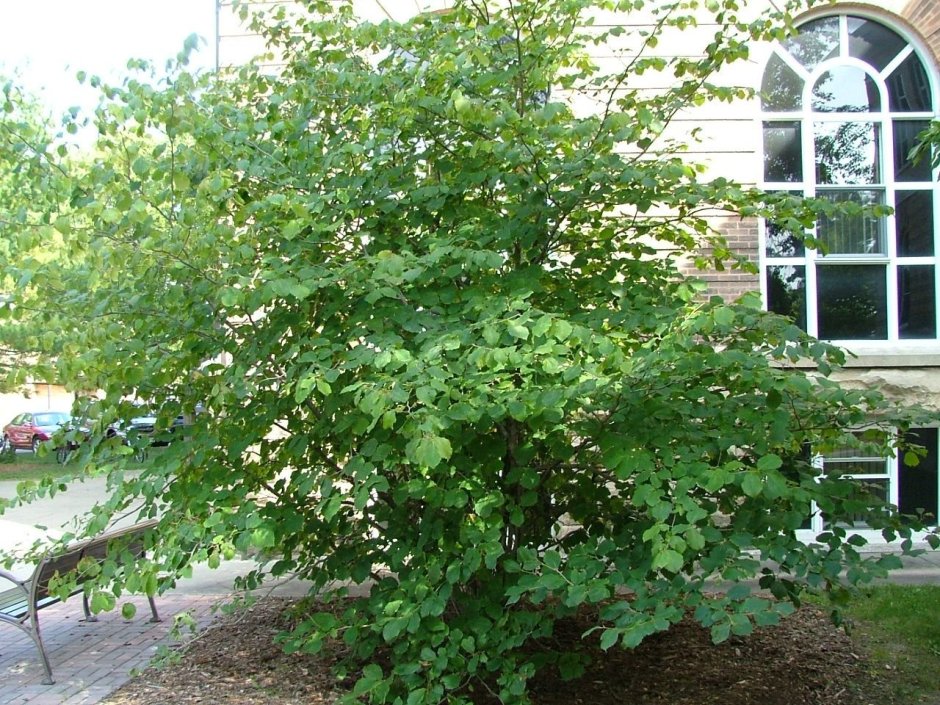 Corylus Americana