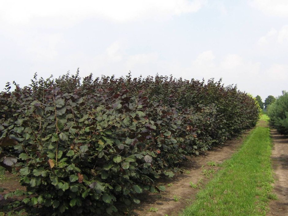 Лещина Пурпуреа