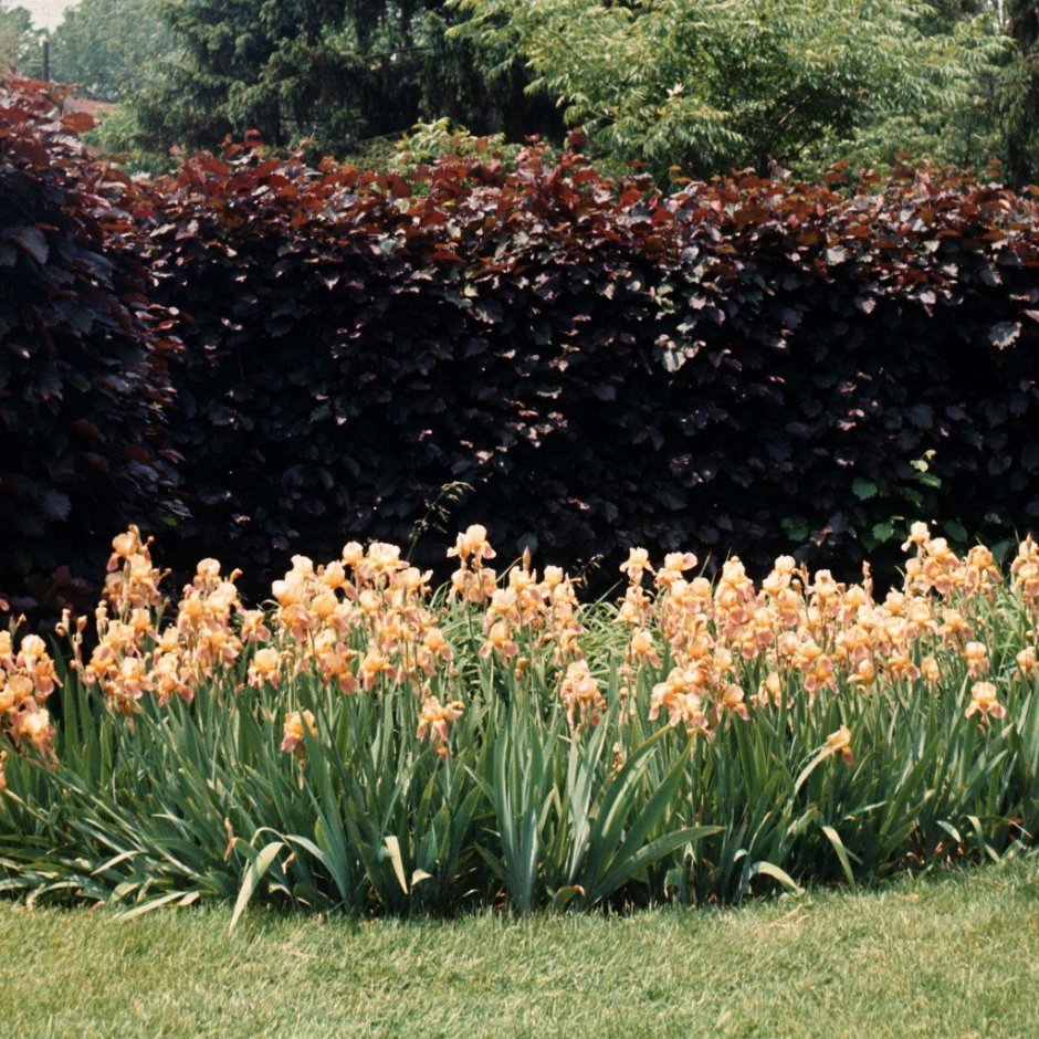 Лещина обыкновенная в ландшафте