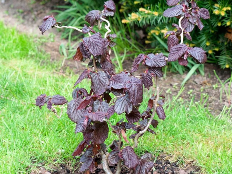 Лещина обыкновенная Пендула