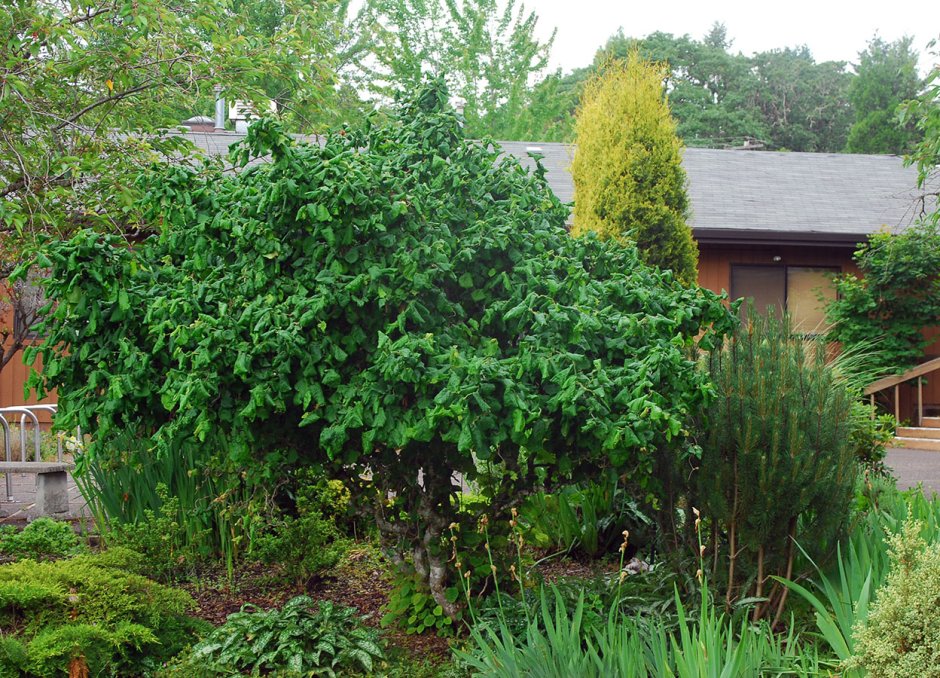 Орешник рядом с домом