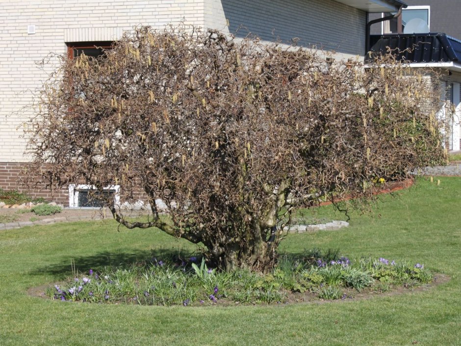 Лещина Конторта ред Маджестик