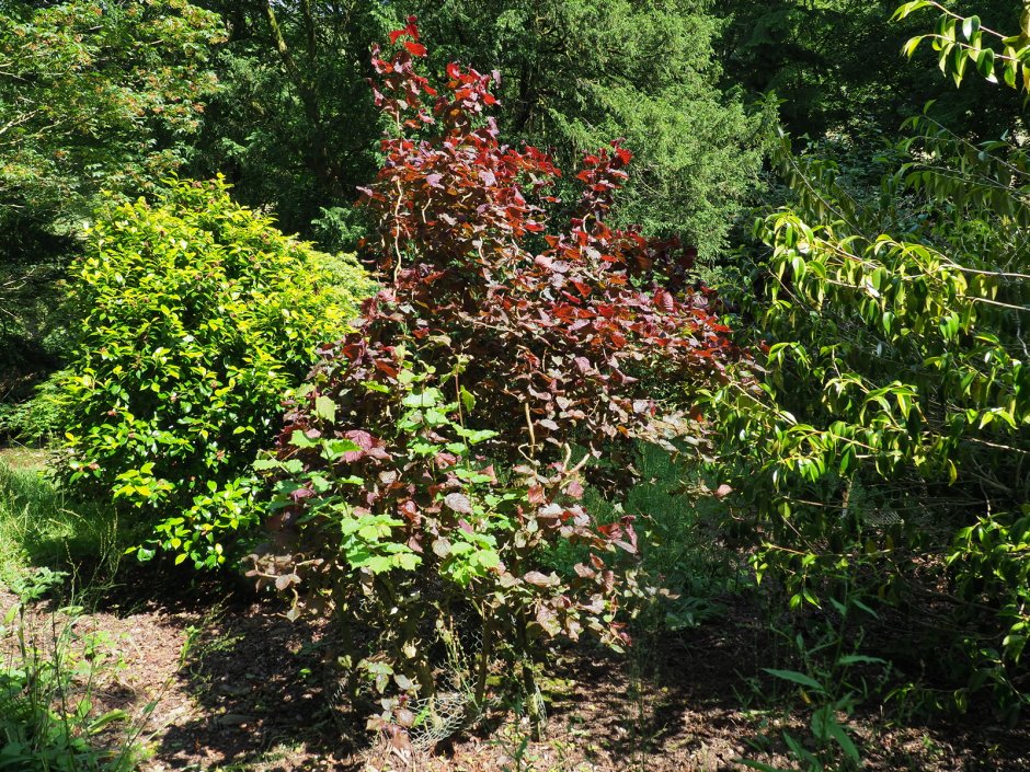 Ред Маджестик лещина краснолистная