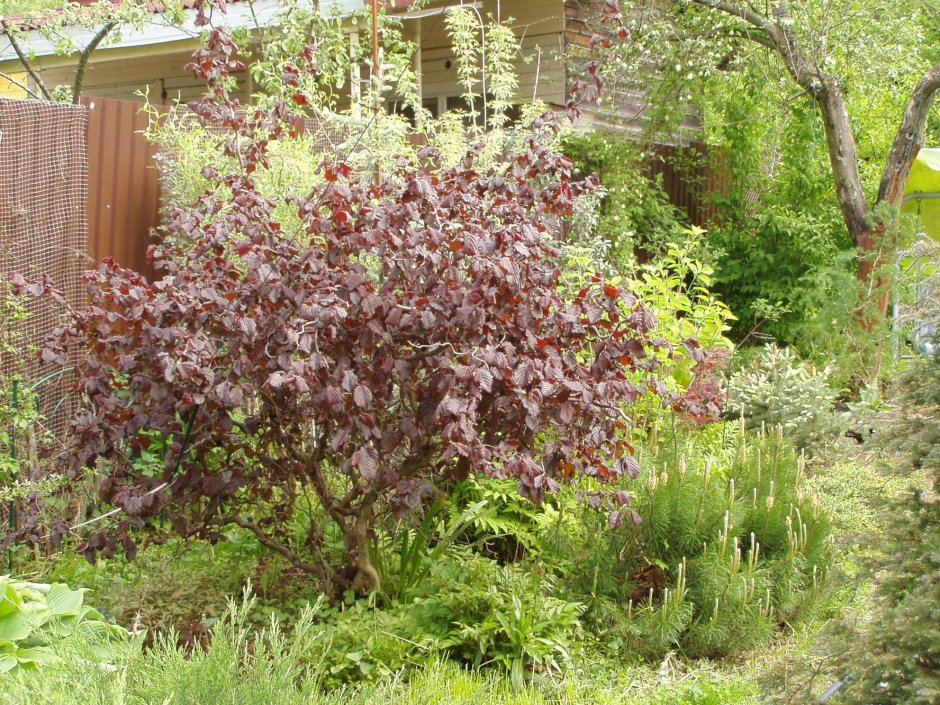 Лещина обыкновенная Пурпуреа