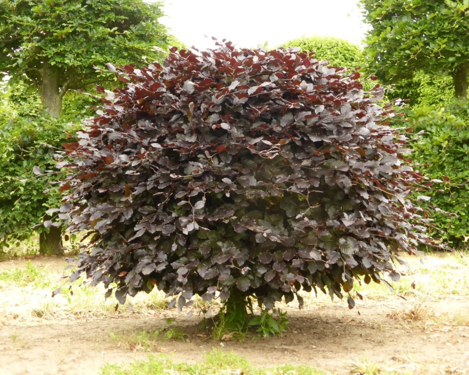 Лещина обыкновенная Пурпуреа