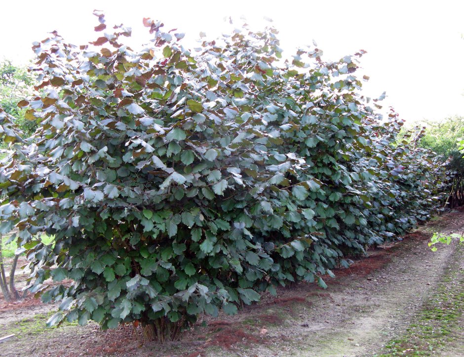 Лещина обыкновенная Атропурпуреа