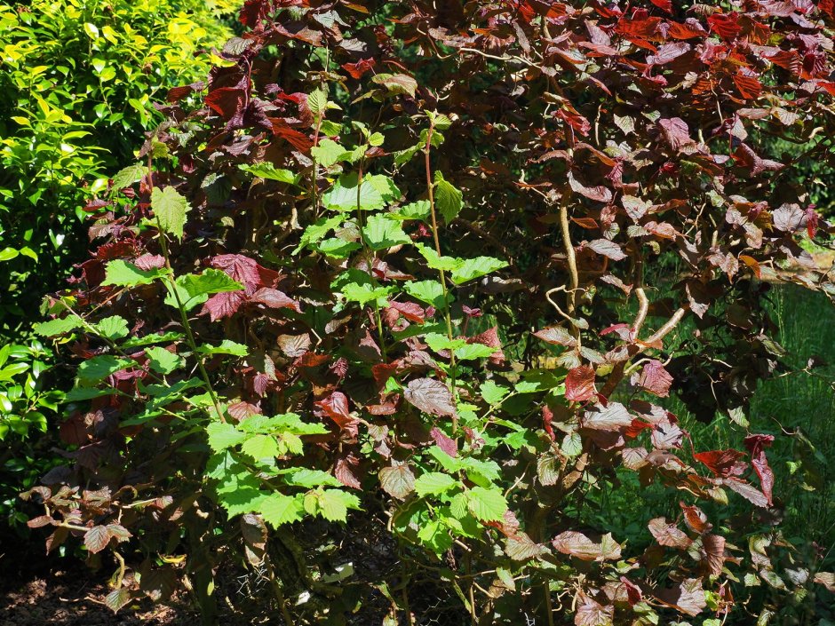 Лещина contorta Red Majestic