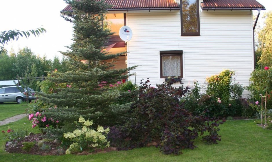 Компаньоны лещины