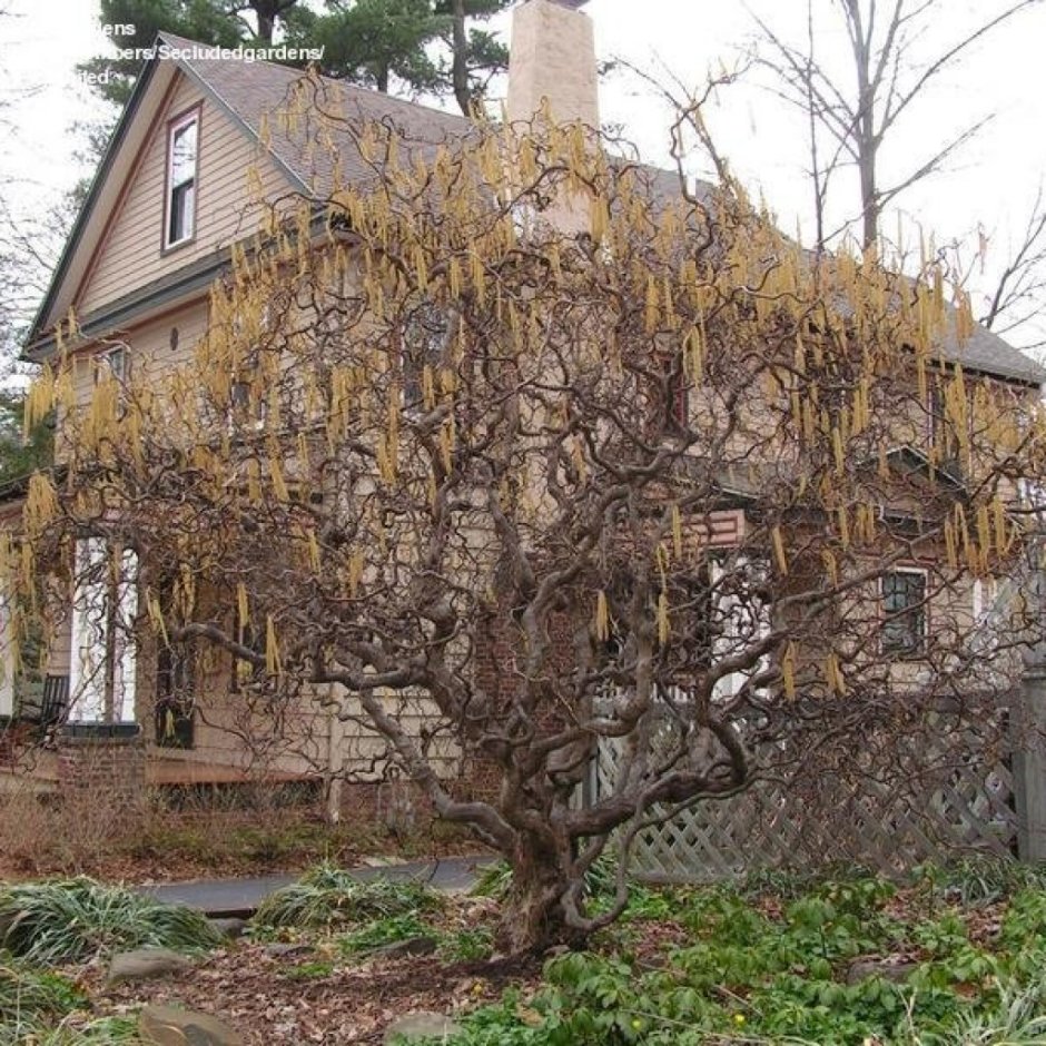 Лещина обыкновенная Конторта