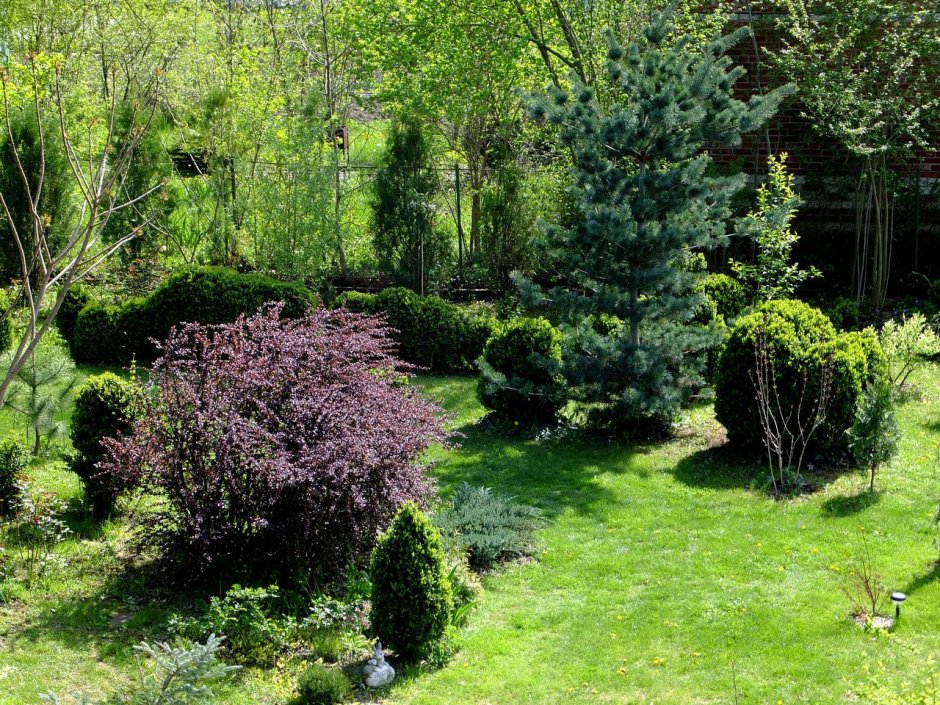 Дерен Элегантиссима + Барбарис оттавский+можжевельник Скайрокет