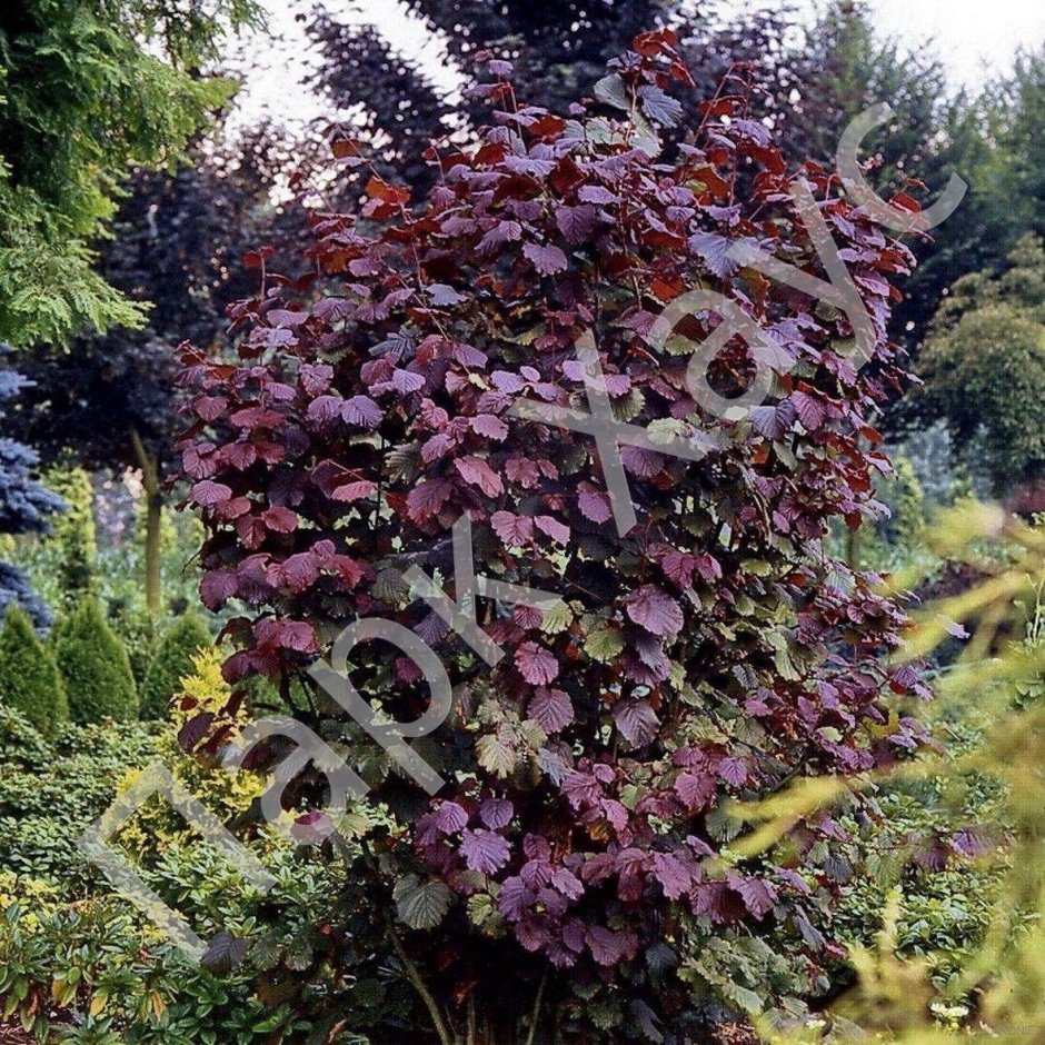 Лещина обыкновенная Пурпуреа