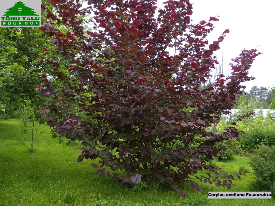 Лещина обыкновенная Фускорубра