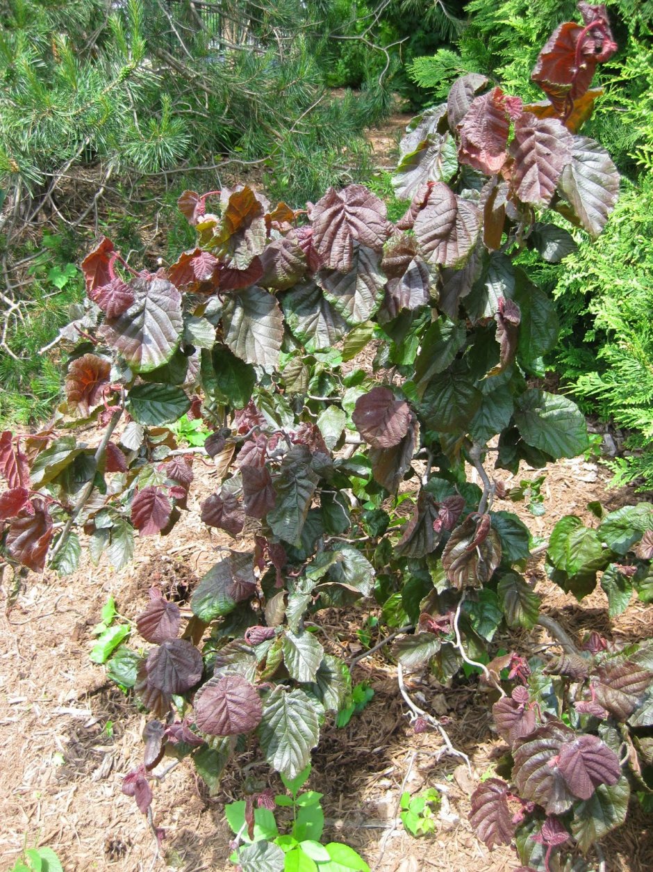 Лещина Majestic