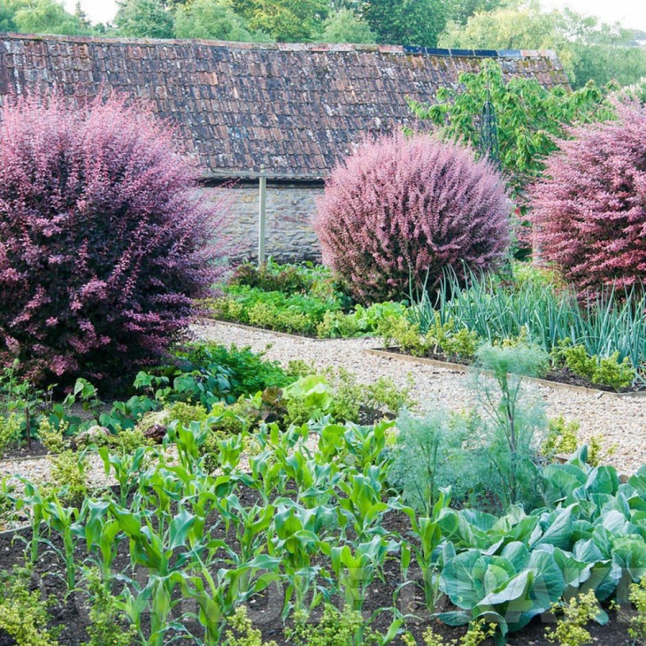 Барбарис Тунберга Harlequin