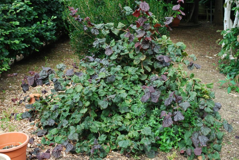 Лещина обыкновенная ред Маджестик