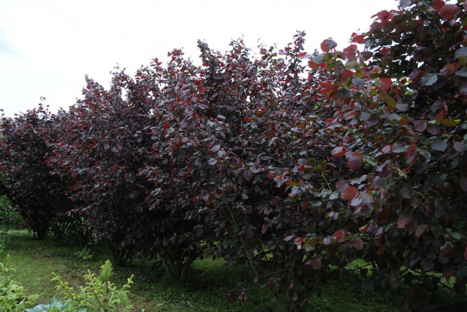 Лещина краснолистная