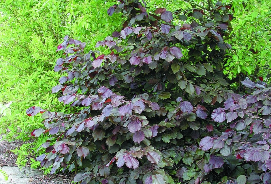 Лещина обыкновенная Пурпуреа