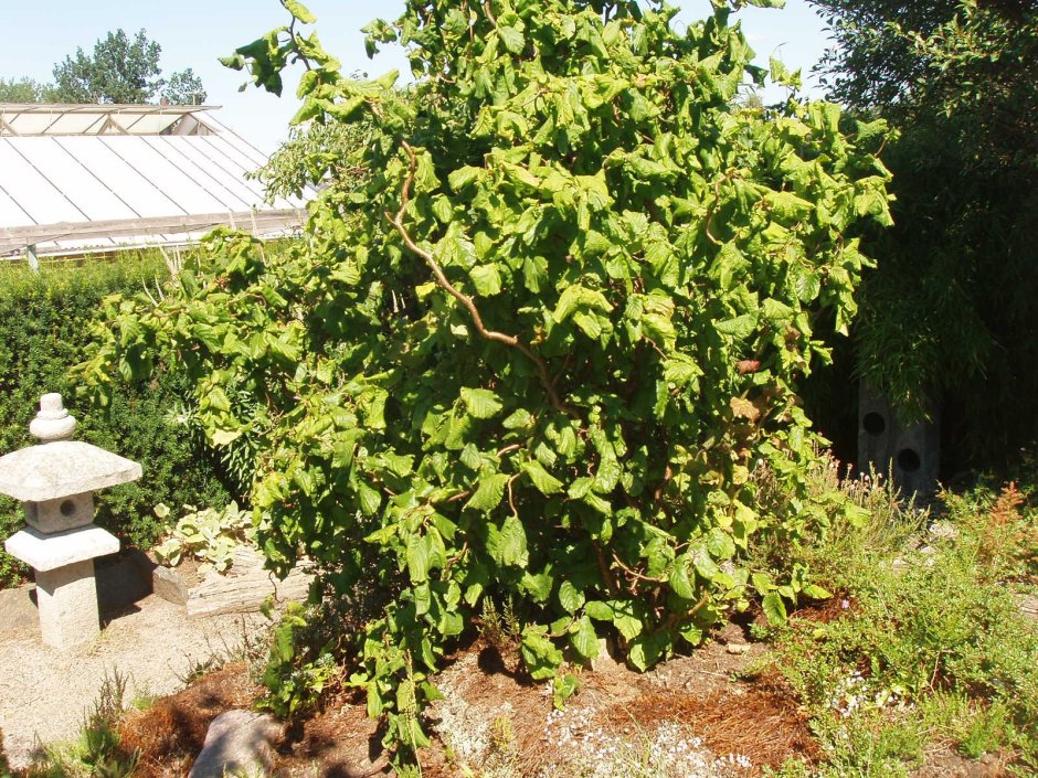 Фундук contorta отзывы