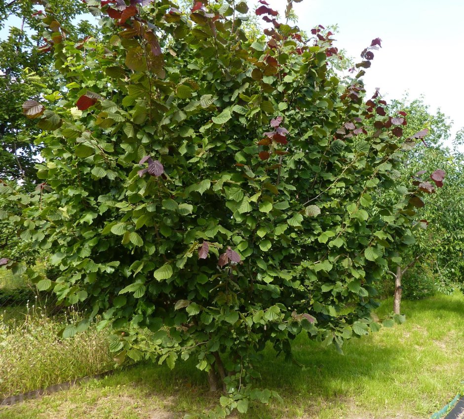 Фундук (лещина обыкновенная)