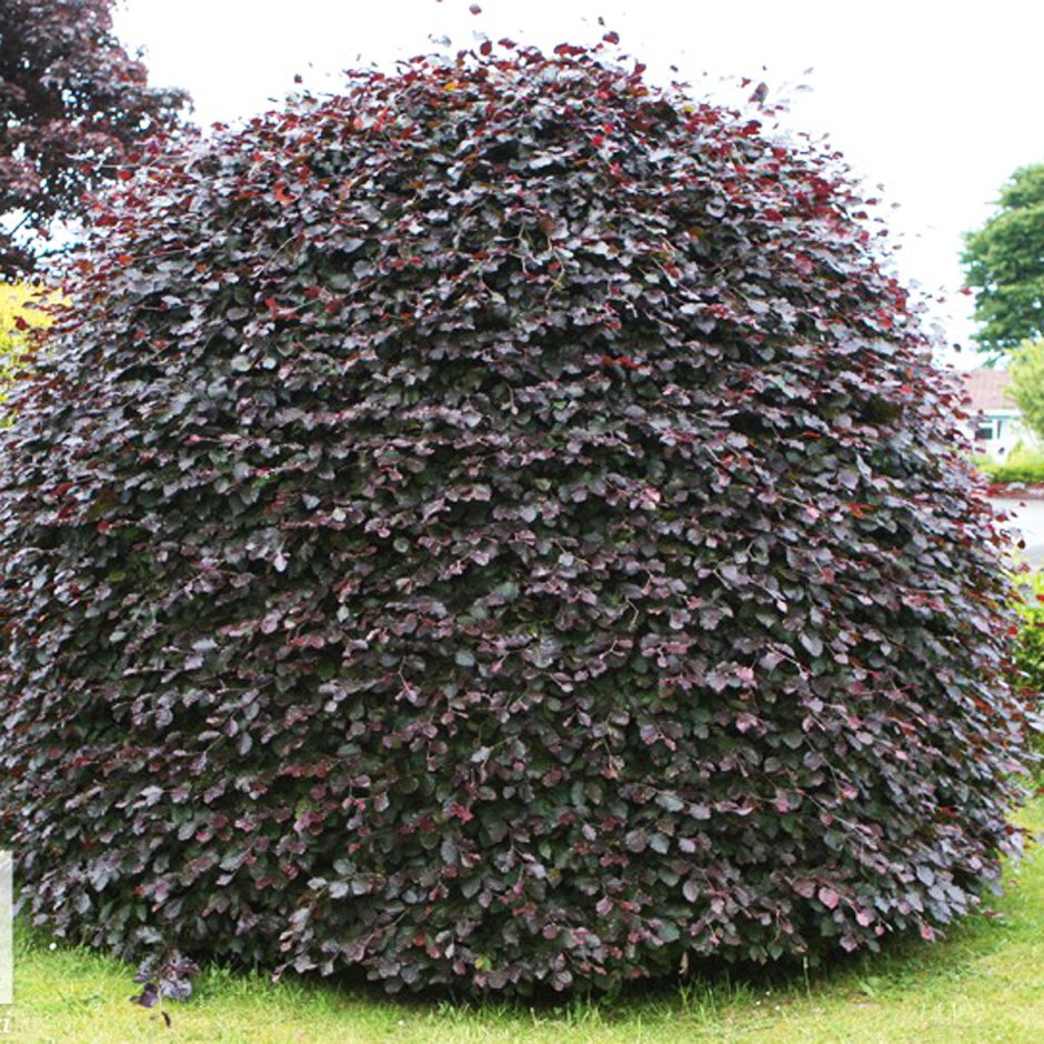 Бук Лесной Атропурпуреа