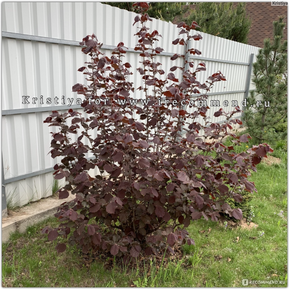 Лещина обыкновенная краснолистная