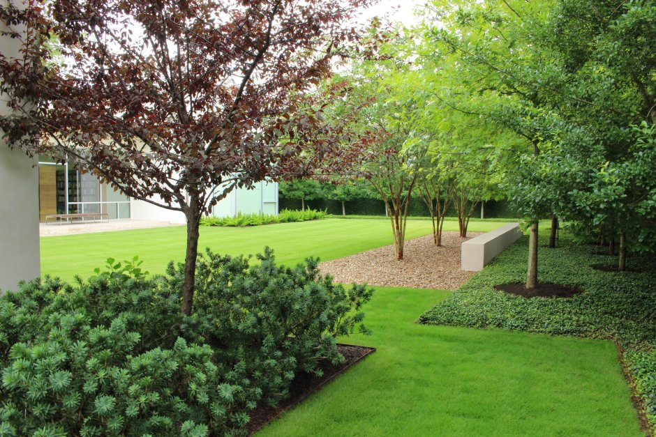 Ирга Ламарка и туи