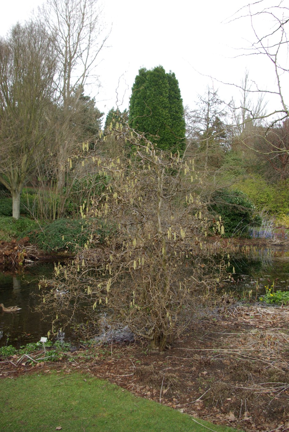 Композиции с лещиной Конторта