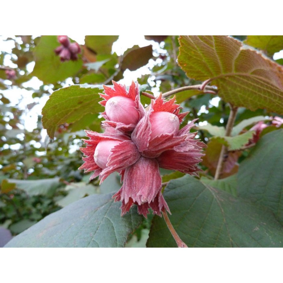 Лещина обыкновенная