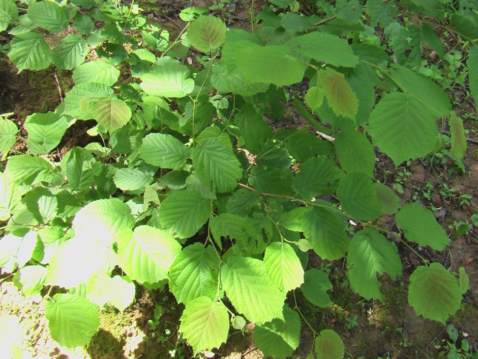 Лещина обыкновенная лат