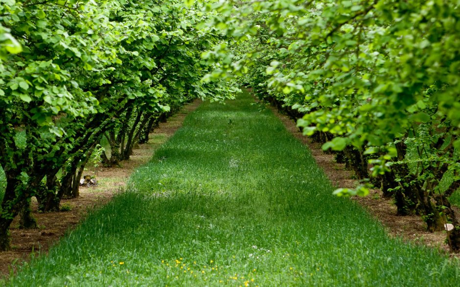 Плантации лещины обыкновенной