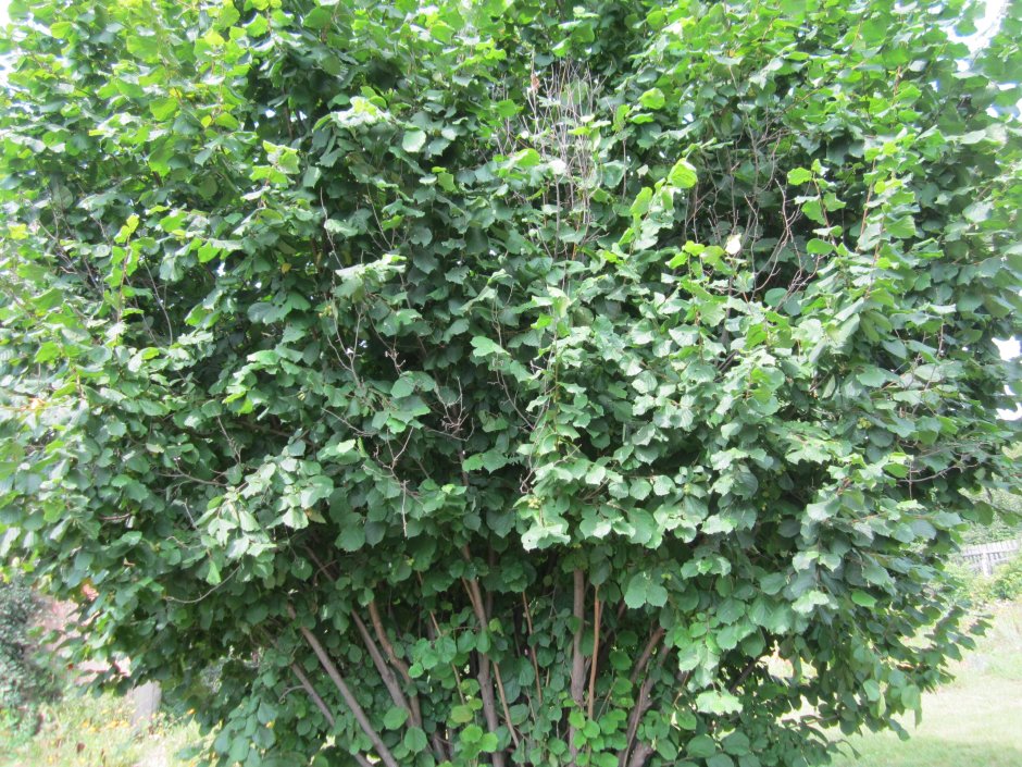 Лещина Грузинская