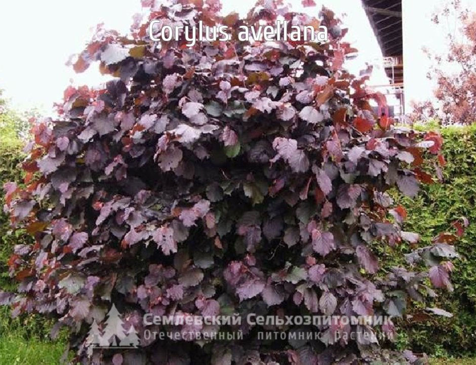 Лещина (фундук): Бийский краснолистный
