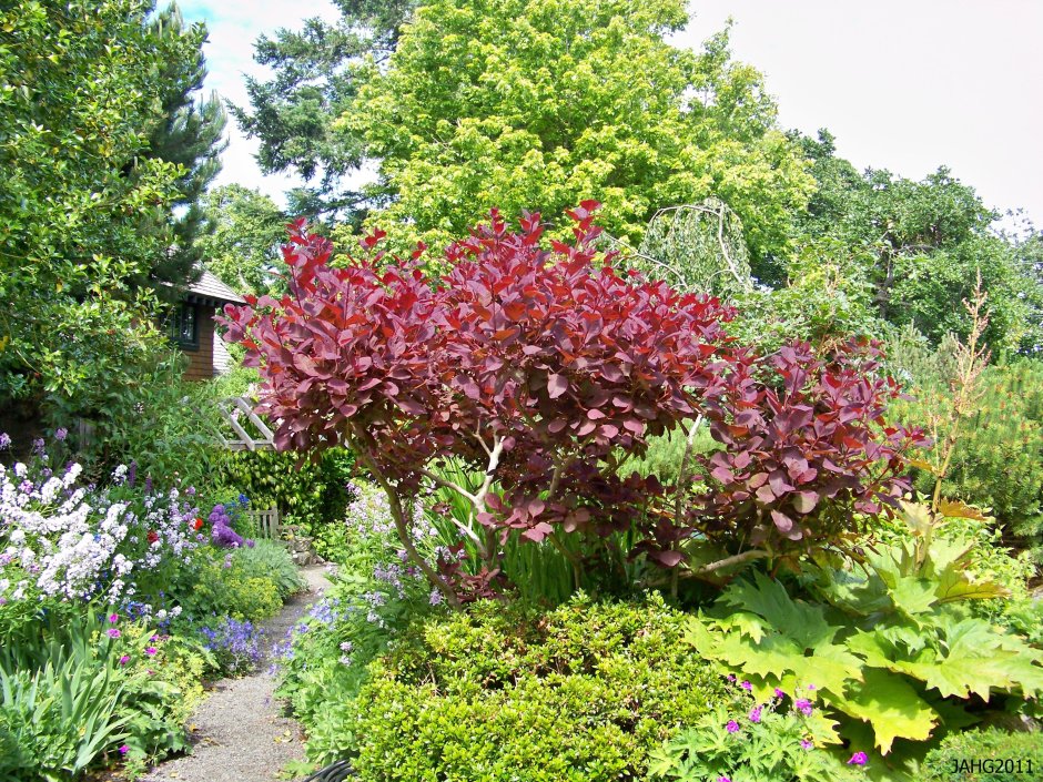 Скумпия Грейс