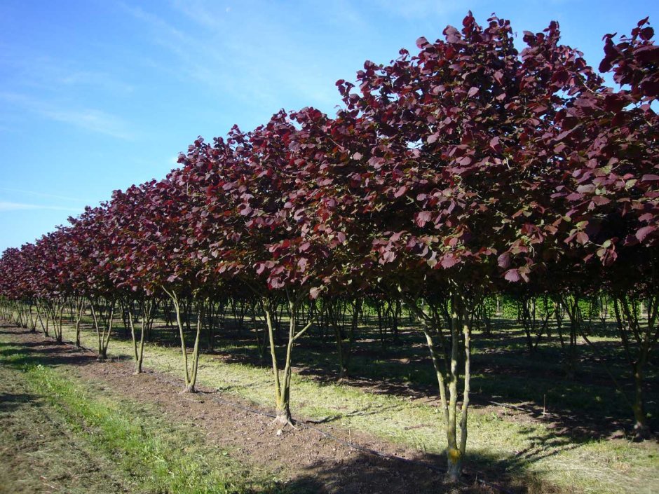 Лещина обыкновенная Пурпуреа