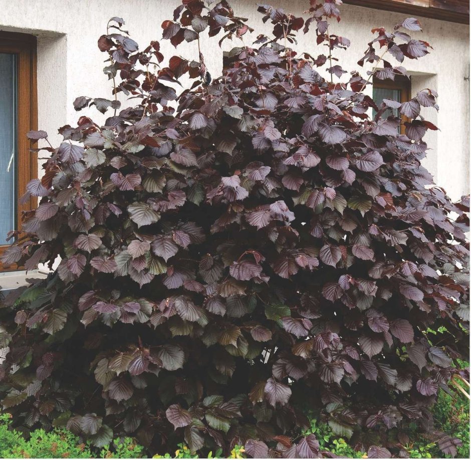 Лещина Пурпуреа