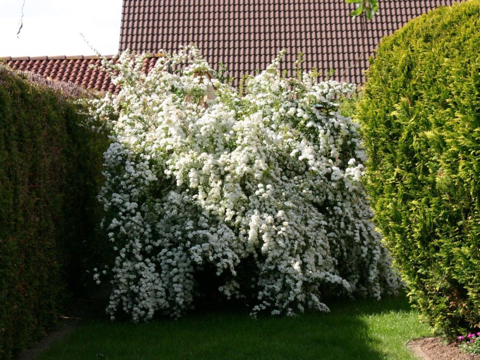 Спирея Хорстманн Вангутта