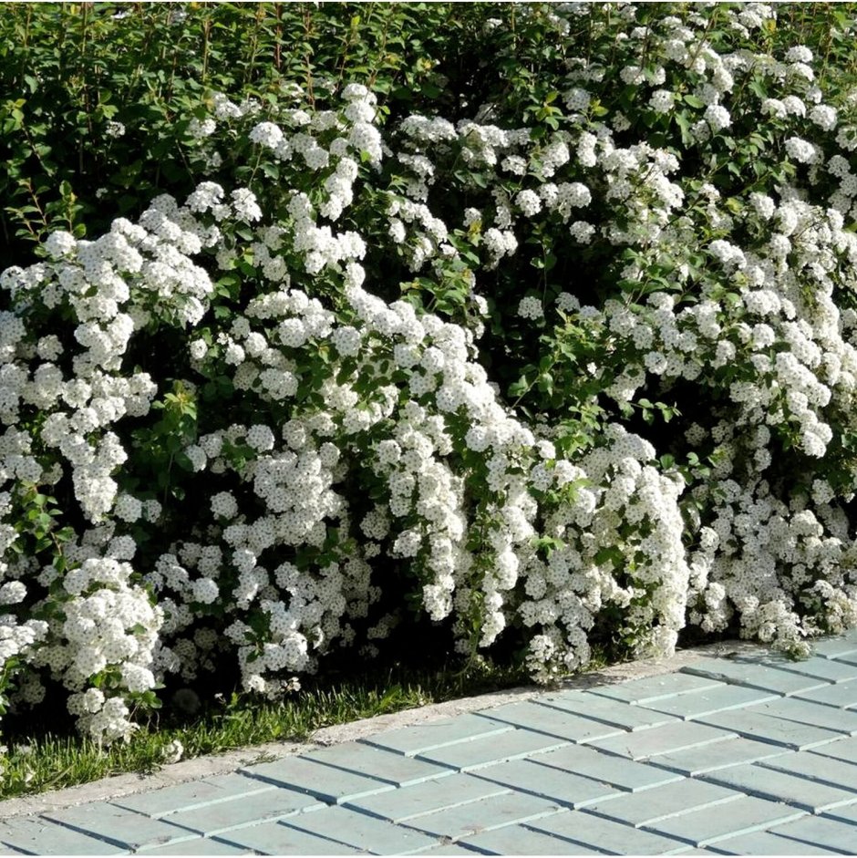 Спирея Вангутта белая